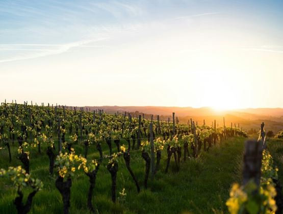 Rolling vineyard bathed in golden sunset light.
