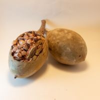 Baobab Pulp