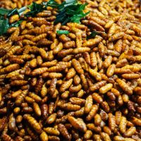 Migratory locust